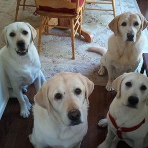 Meet your Posher, Heidi